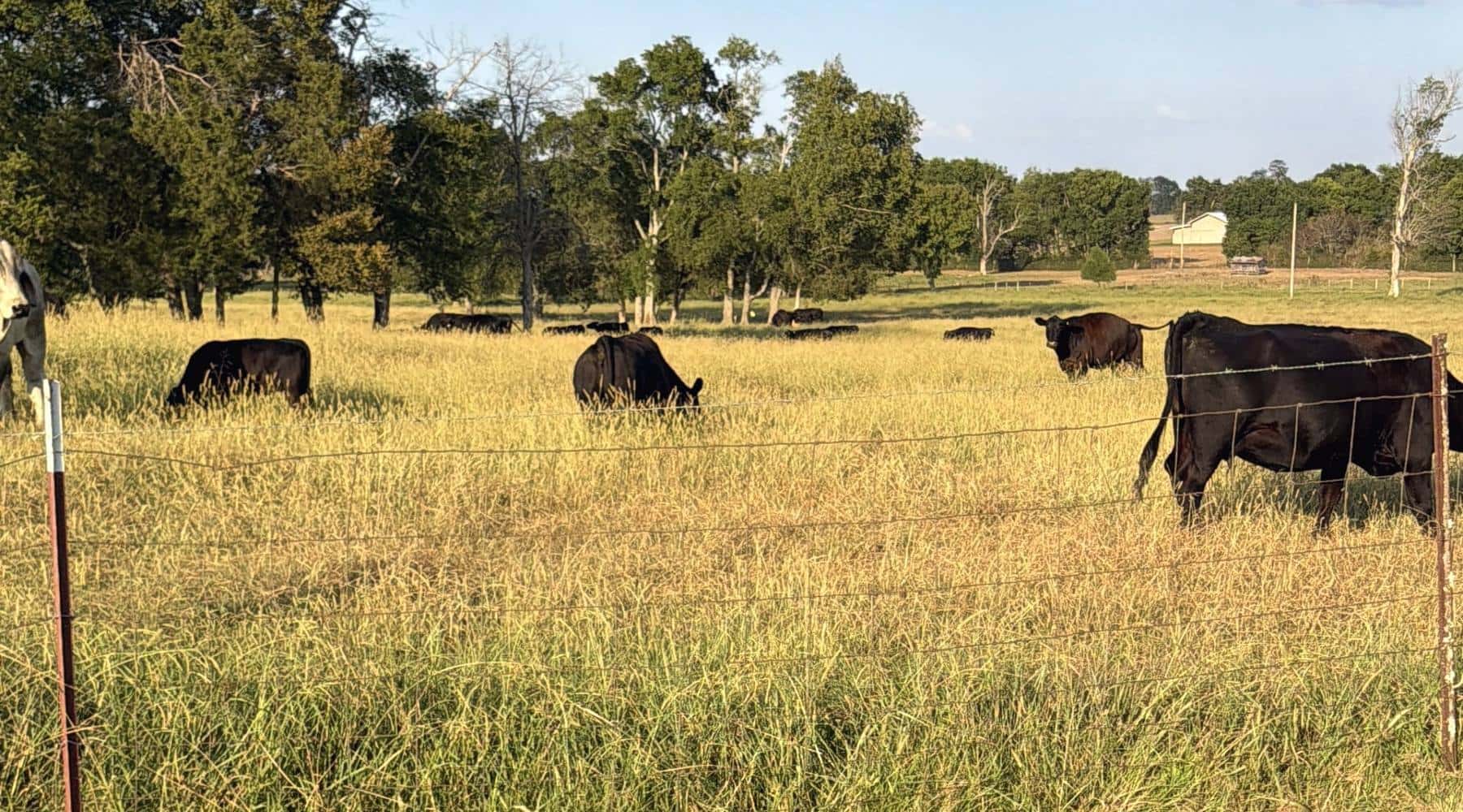 Cattle grazing the pasture at Rancho Jaramillo