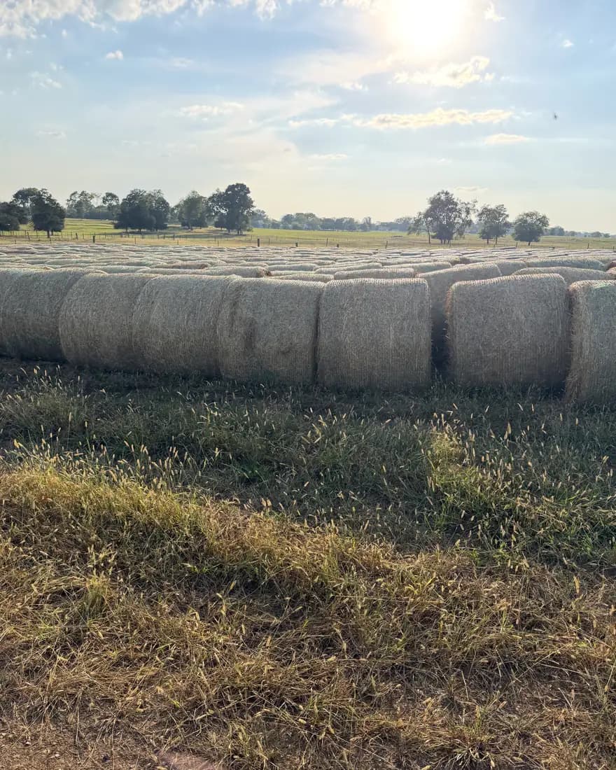 Round bales running to the treeline in the morning haze