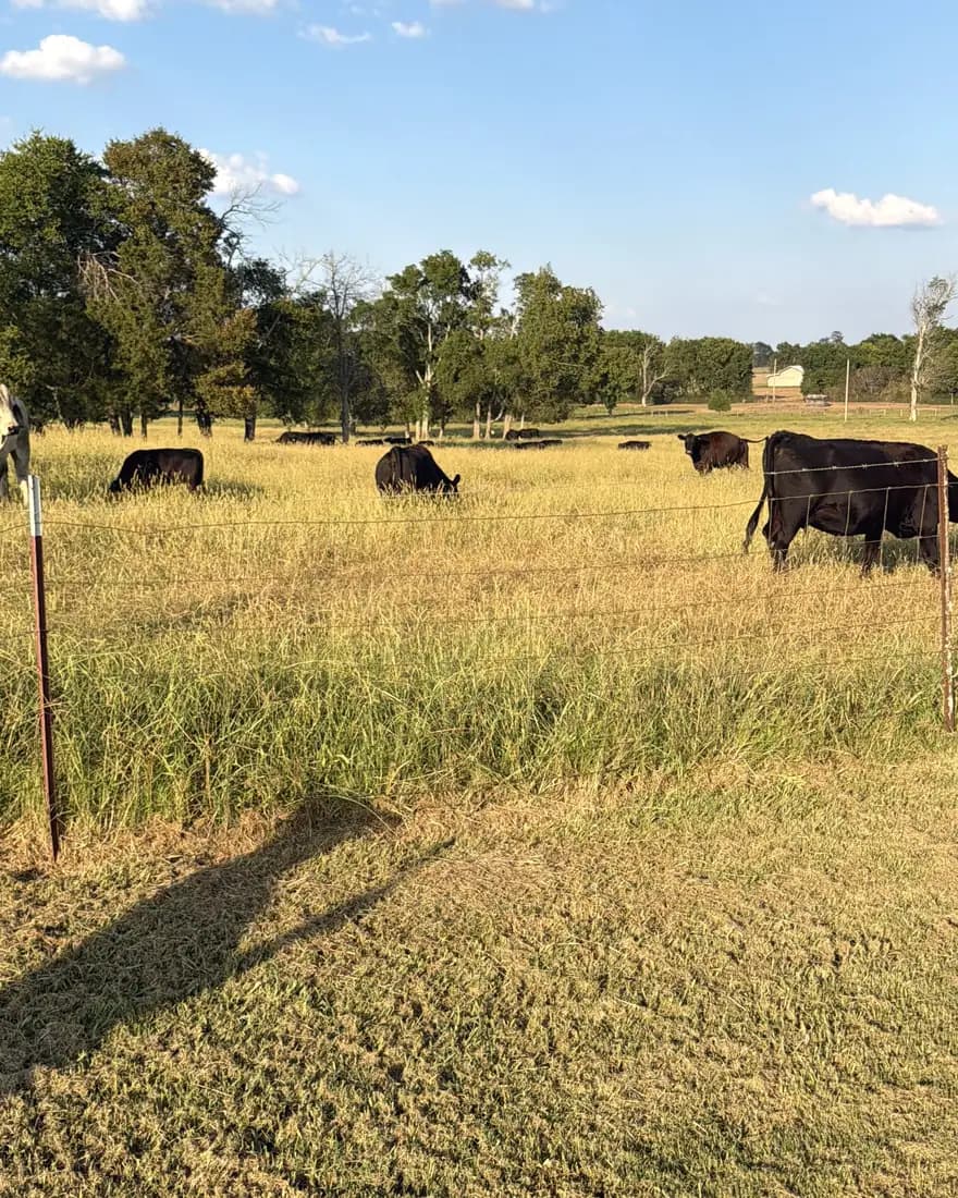 Angus grazing the pasture the field is set on