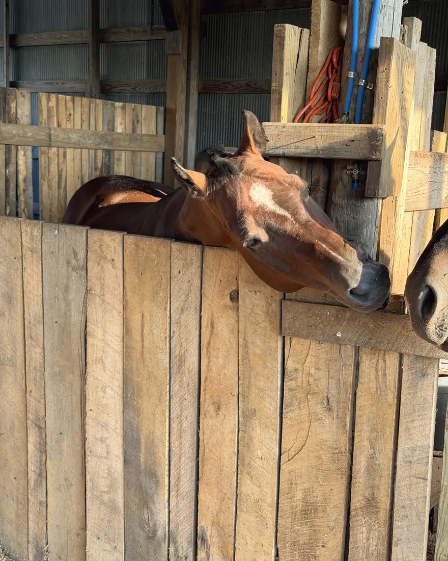 A chestnut horse over a weathered board fence