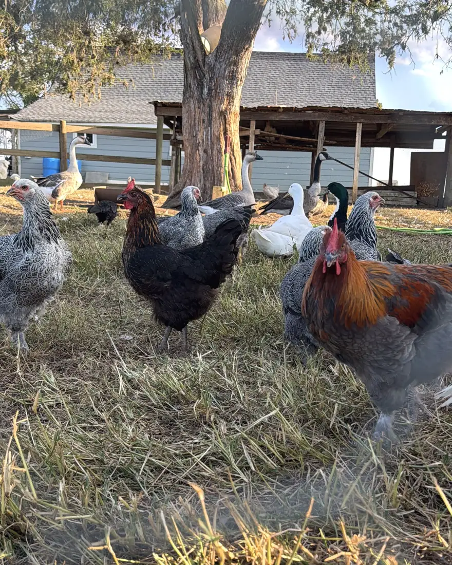 The birds working the yard beside the coop