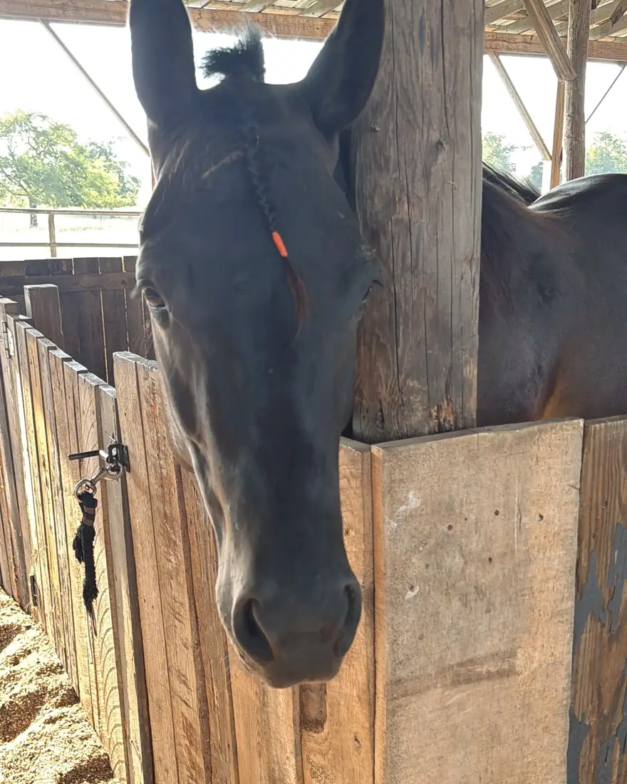 A horse looking out over the stall boards