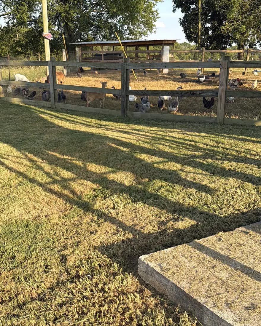 Long fence shadows across the grass in the late sun