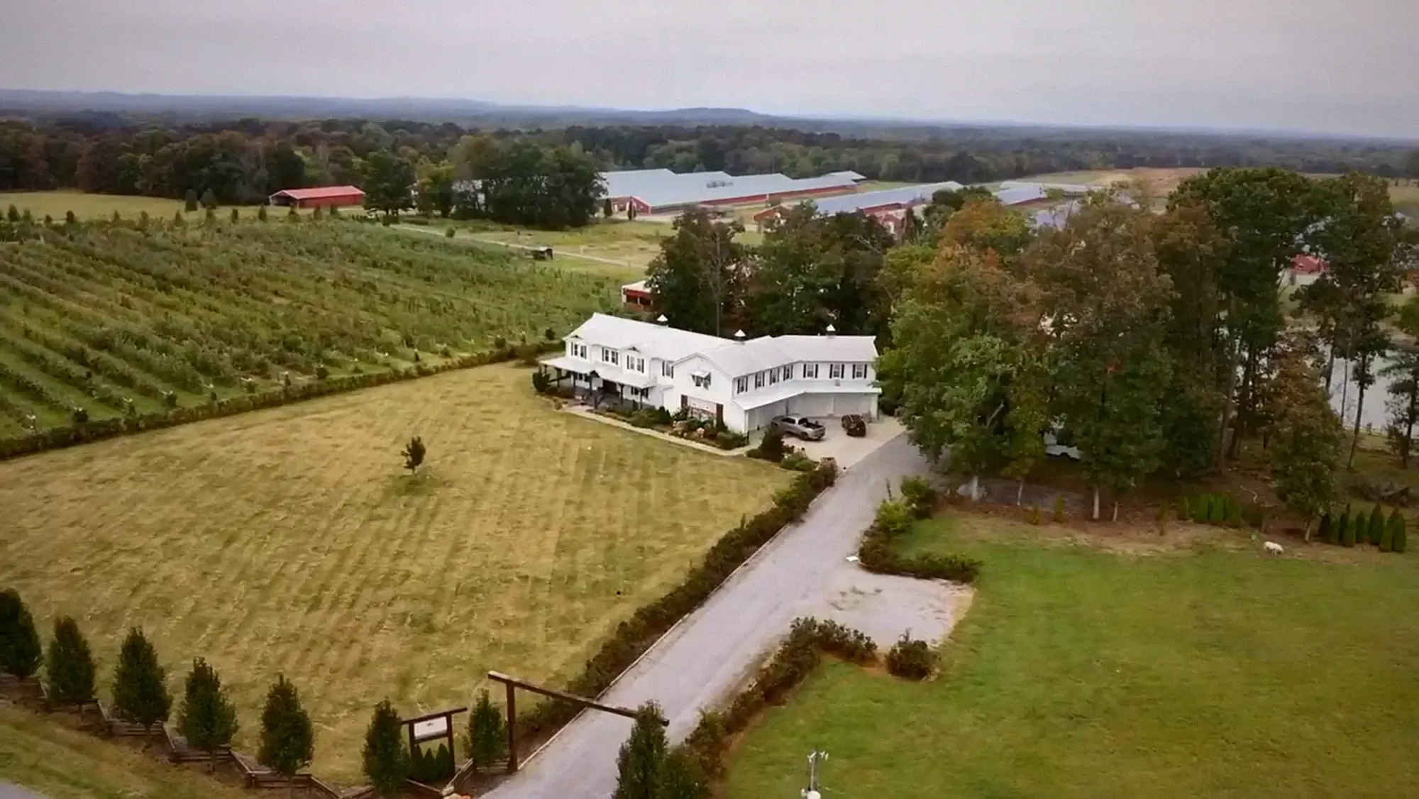 The white farmhouse from the air, with its drive, its lawn and the apple rows behind it
