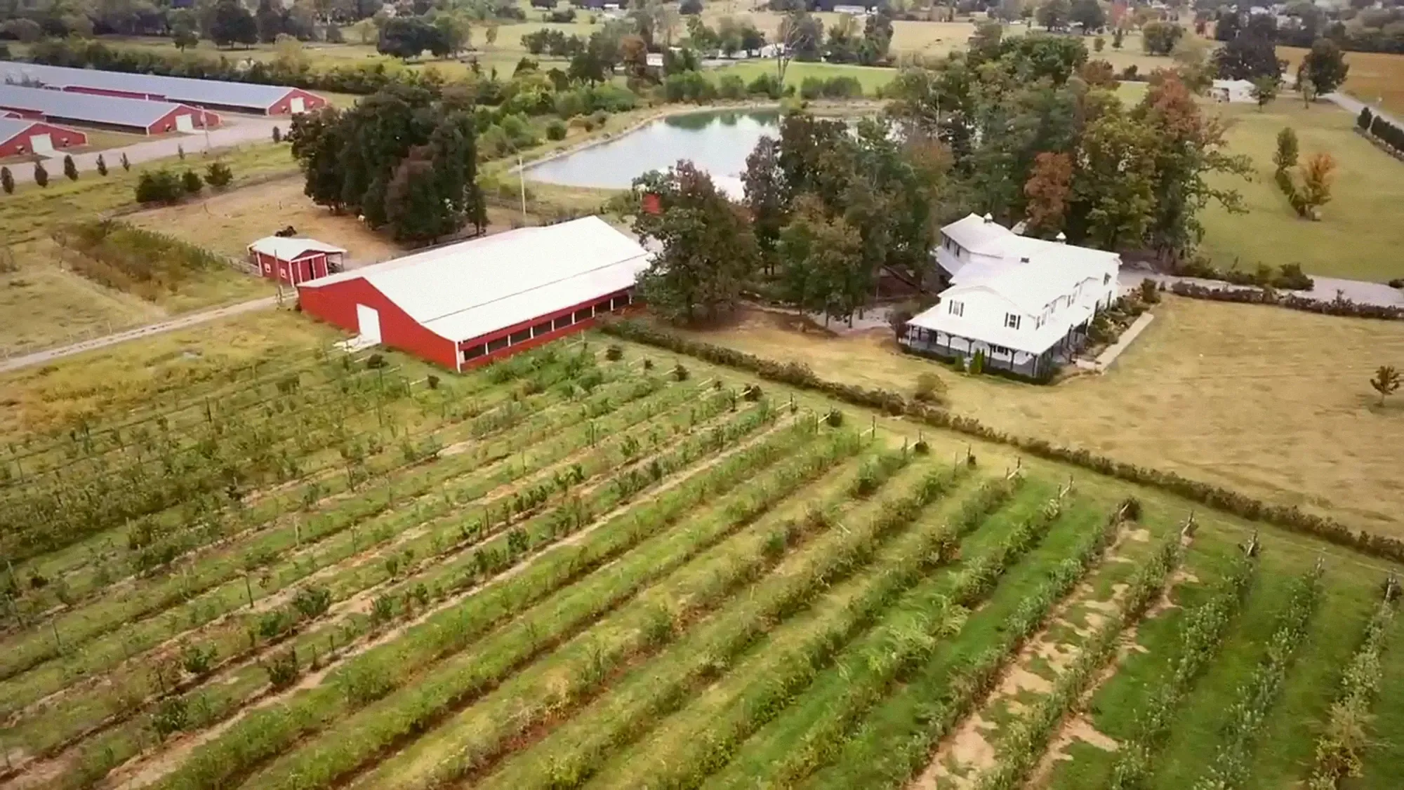 The orchard from the air: apple rows running up to the red barns, the white farmhouse and the pond