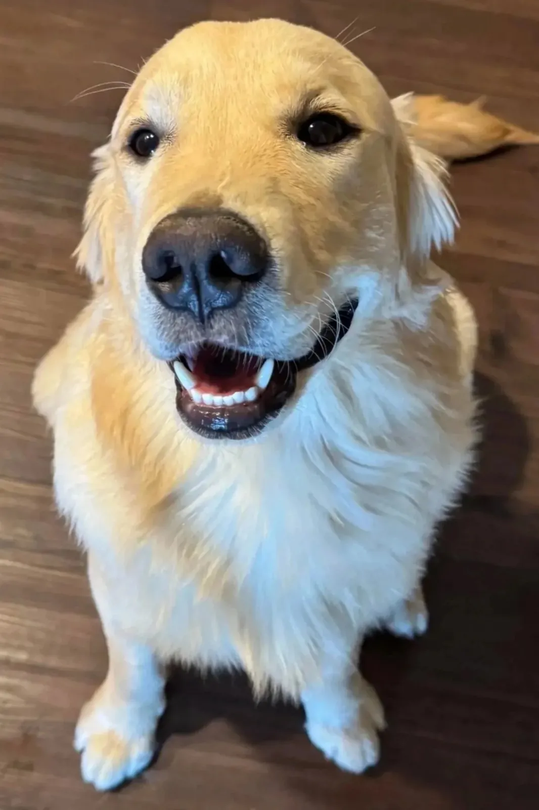 Hank, a golden retriever