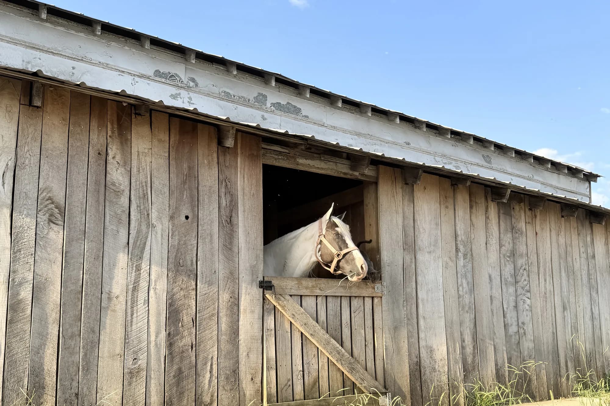 A white horse looks out of a stall window in a weathered wooden barn at Rancho Jaramillo